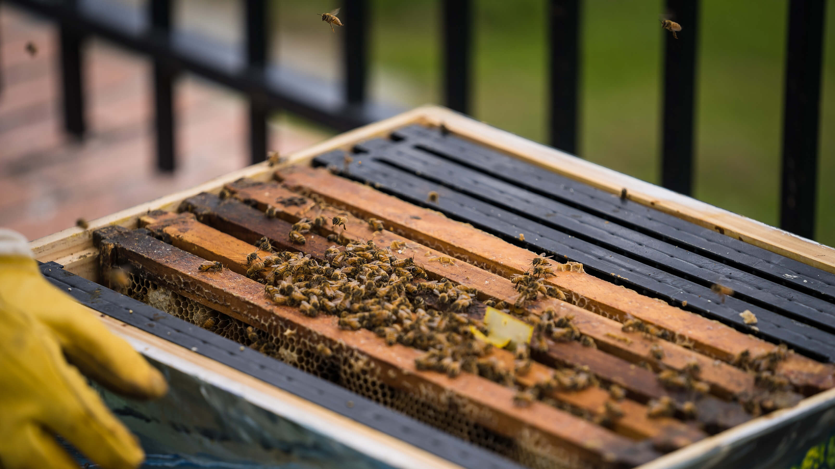 Bee Swarm Simulator Beginner Guide 2021 