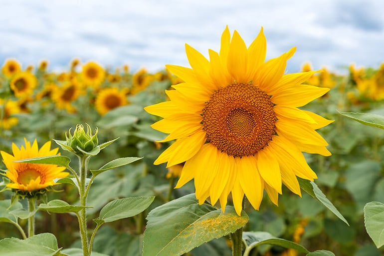 bigstock-Field-Of-Sunflowers-Large-Com-382563077