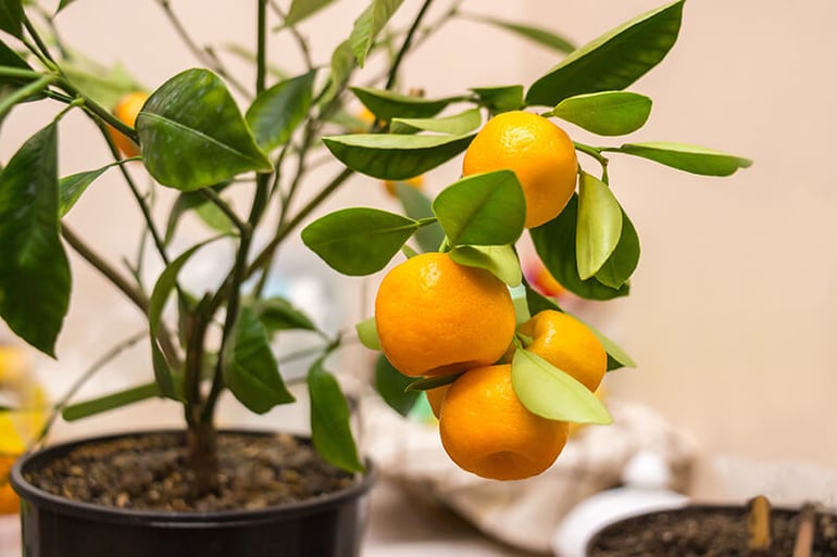How to Grow and Care for a Calamondin Orange Tree