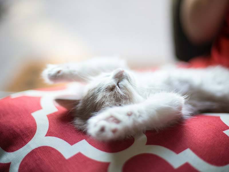 Kitten-sleeping