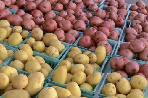 Two cultivars of potatoes grown in northern Illinois on display at farmers market
